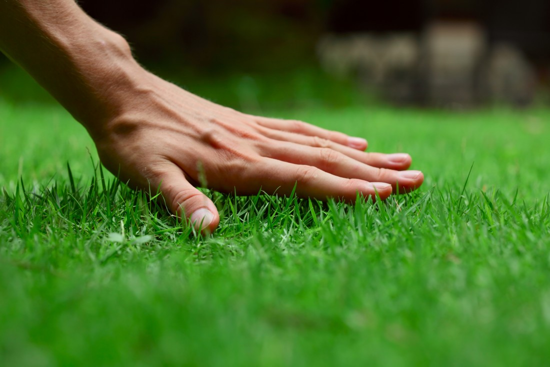 Expert Lawn Care Services in South Lyon MI | Spring Fever Lawn Care  - grass